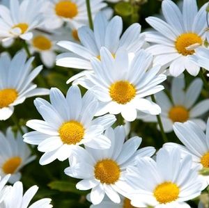 Meet your Posher, Priscilla